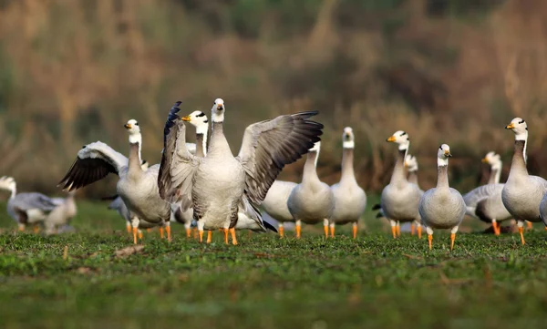 Manada de aves en el prado — Foto de Stock