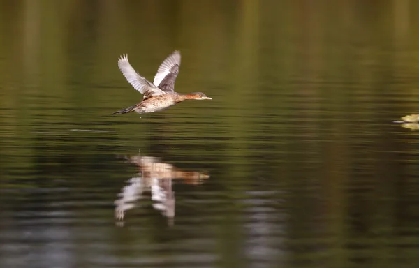 Little grebe with reflection — Stock Photo, Image