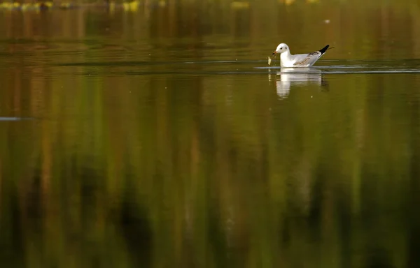 Black Headed gull — Stock Photo, Image