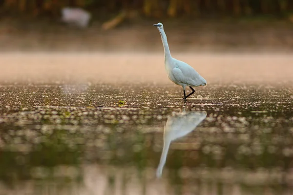 Pequena garça na manhã enevoada — Fotografia de Stock