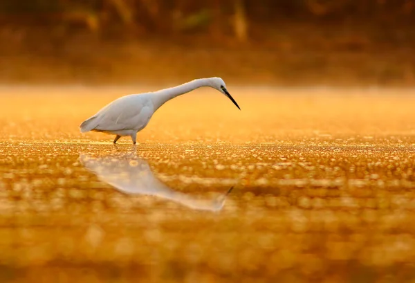 Pequeno Egret de manhã — Fotografia de Stock