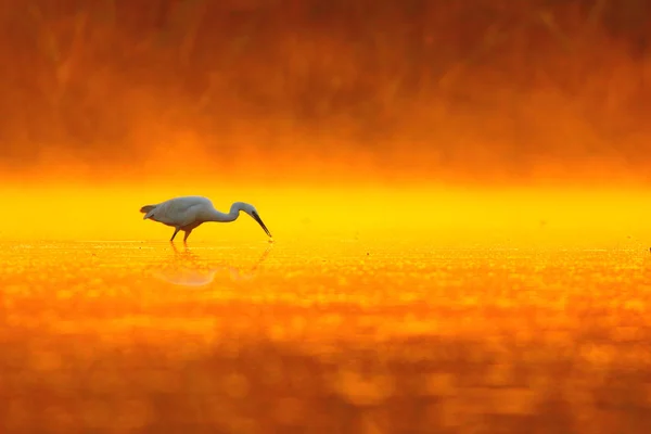 Great Egret pescados de búsqueda — Foto de Stock