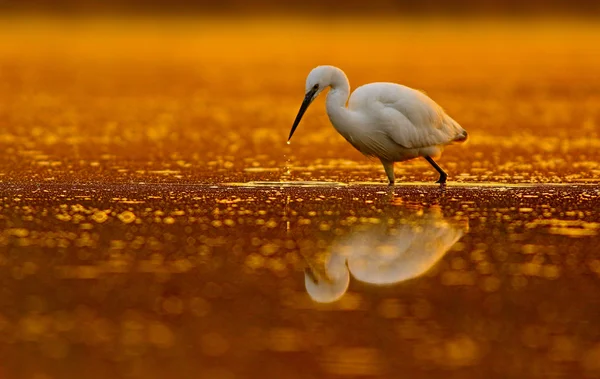 Pequeno Egret (Egretta garzetta) — Fotografia de Stock