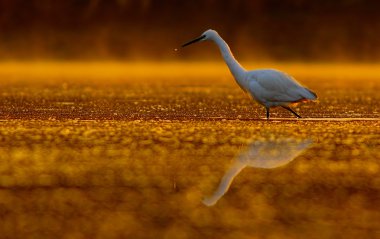 Güneş karşı küçük ak balıkçıl