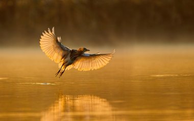 Indian pond heron
