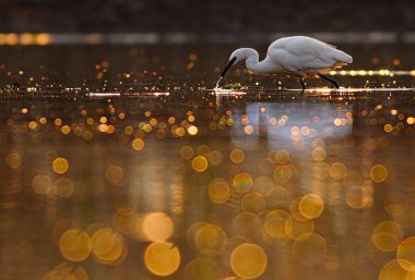 Ak balıkçıl av göl bokeh
