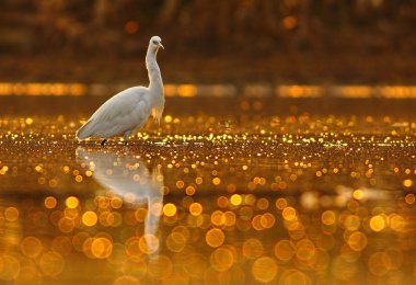 Bokeh gölet ak balıkçıl