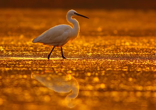 Caminhando no lago dourado — Fotografia de Stock