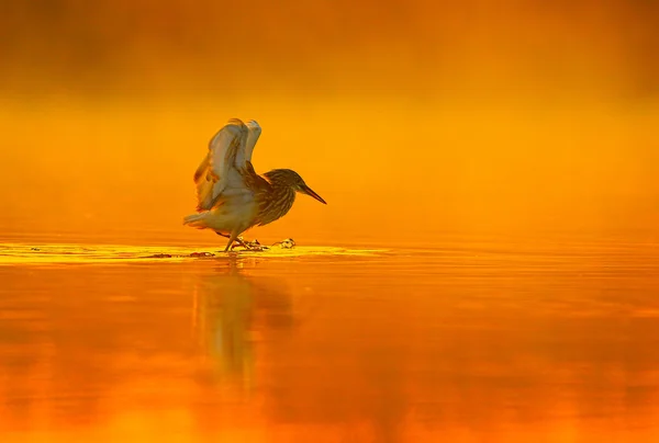 Indian pond heron