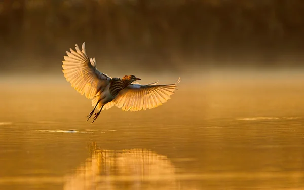 Indian pond heron