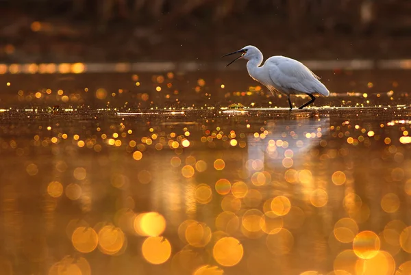 Lov v jezeře bokeh — Stock fotografie