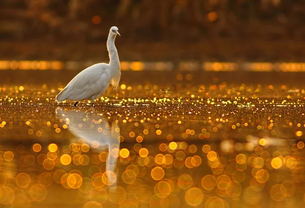 Bokeh gölet ak balıkçıl