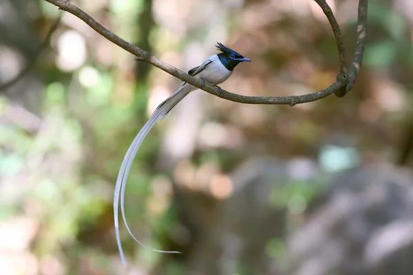 Vogels in de natuur, Aziatische paradijs vliegenvanger zitstokken op een tak — Stockfoto