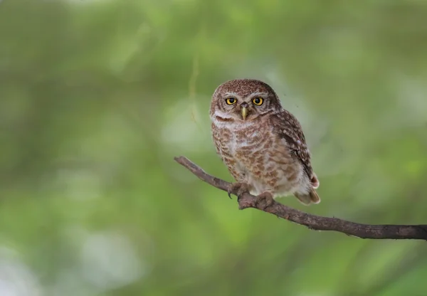 斑点を付けられた owlet(Athene brama) — ストック写真