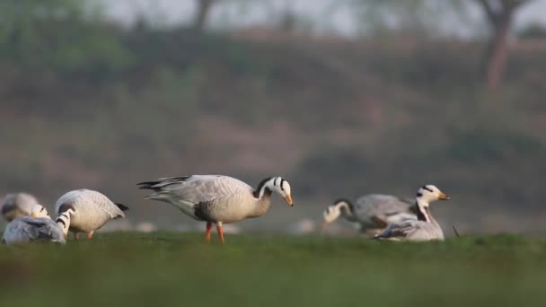 Bar headed goose — Stock Video