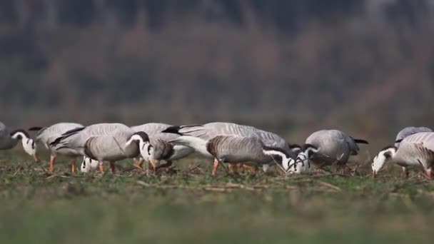 Bar headed Goose — Stock Video