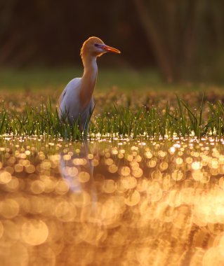 Egret Sığırı (Bubulcus ibis)
