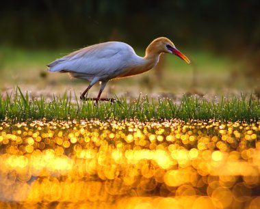 Egret Sığırı (Bubulcus ibis)
