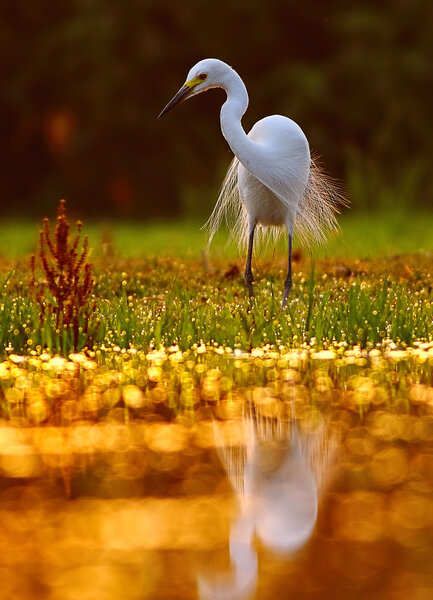 little egret (Egretta garzetta)