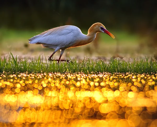 Egret Sığırı (Bubulcus ibis)