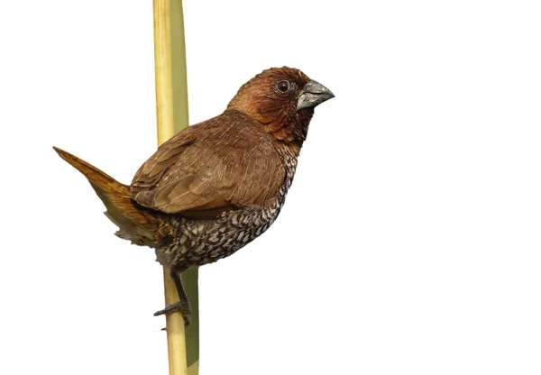 Avistado munia pájaro sentado en rama — Foto de Stock