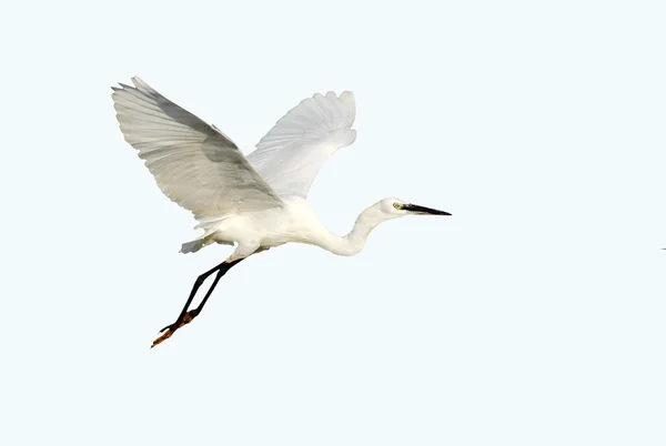 O Voador de Egret — Fotografia de Stock