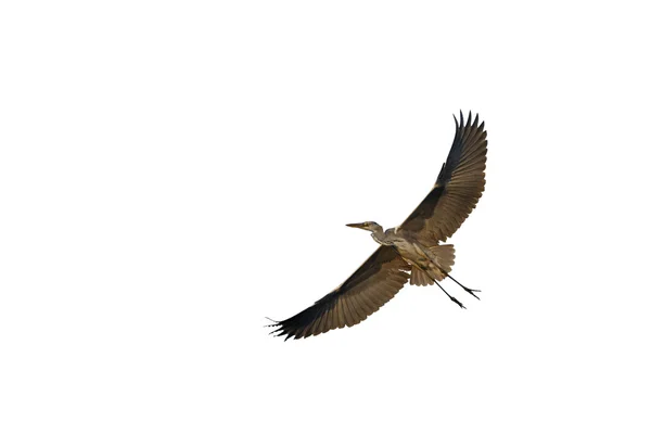 Grey Heron flying — Stock Photo, Image