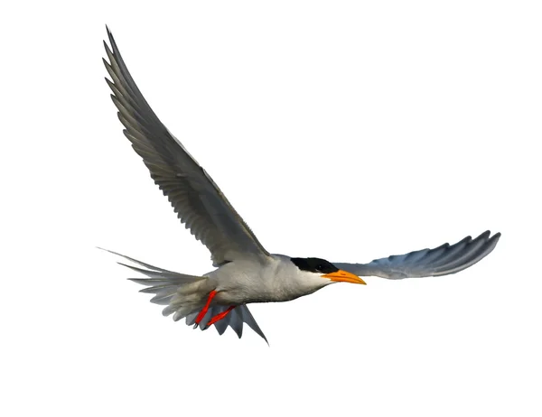 River tern flying — Stock Photo, Image