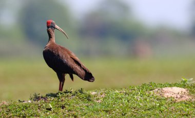 Kırmızı enseli Ibis