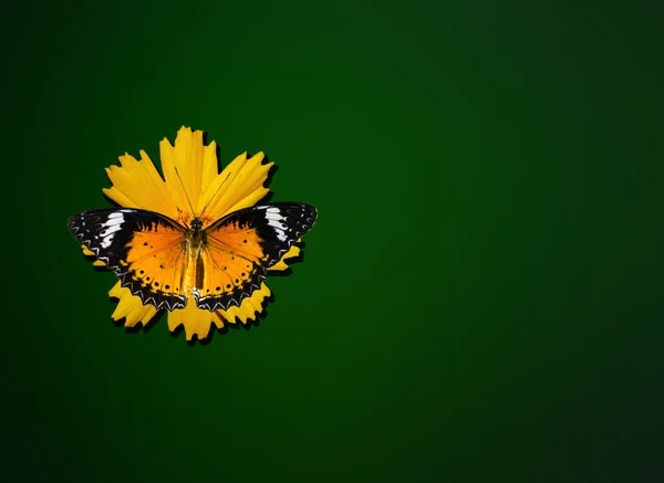 Papillon tigre sur vert — Photo