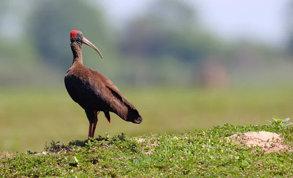 Kırmızı enseli Ibis
