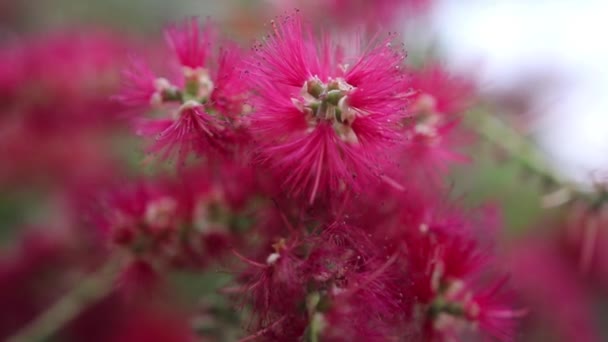 Червоні квіти вітрі — стокове відео