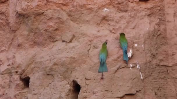 Comedor de abelhas de cauda azul — Vídeo de Stock