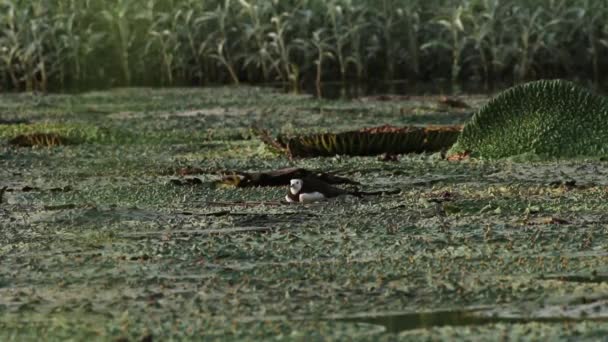 Bażant rozkładem Jacana — Wideo stockowe