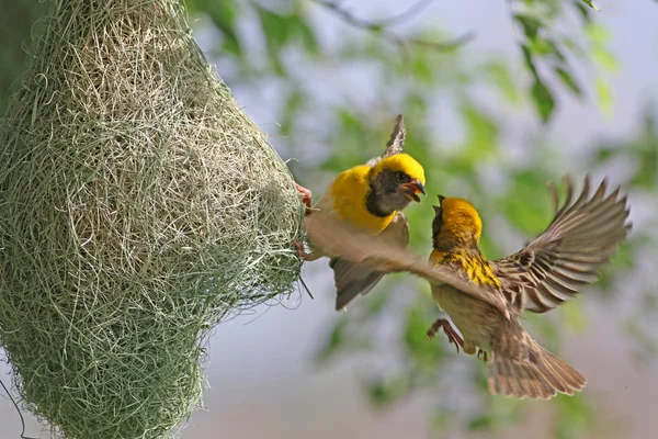 Baya weaver mücadele