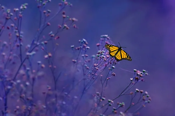 Borboleta cor-de-laranja em flores — Fotografia de Stock