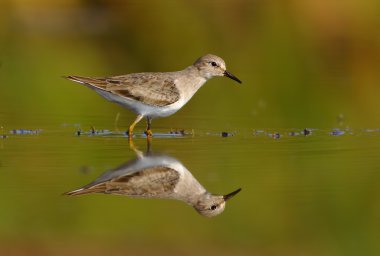 Temminck'ın kuşu (Calidris temmincki)