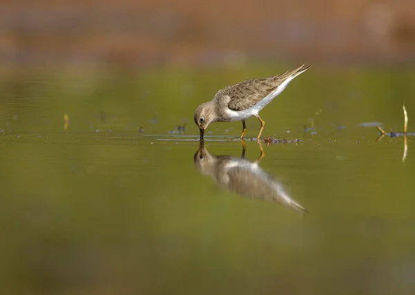 Temminck в норму (Calidris temminckii) — стокове фото