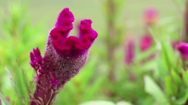 Bloemen in de wind waait — Stockvideo