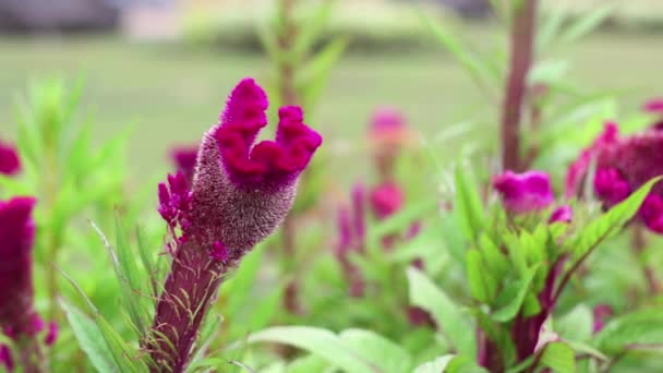 Fleur dans le matin venteux — Video