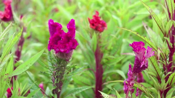 Fleurs violettes et rouges dans le jardin — Video