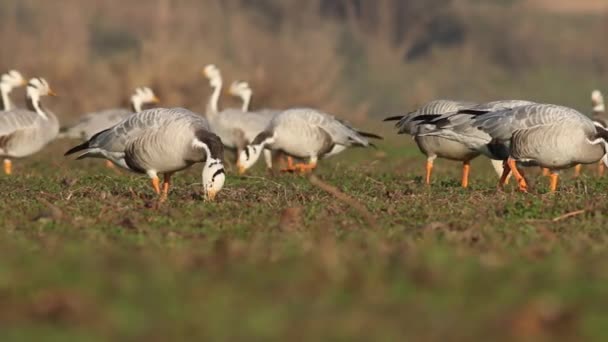 Gregge di barrette di oca — Video Stock