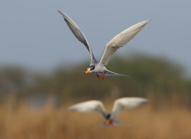 Nehir sumru (Sterna hirundo) uçuş.