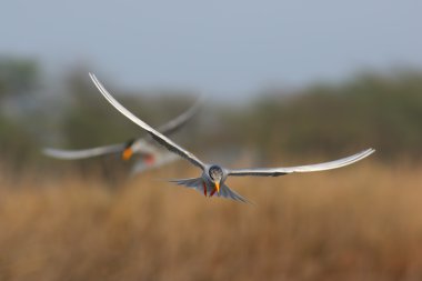Nehir sumru (Sterna hirundo) uçuş.