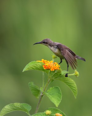 Purple Sunbird  in Habitat clipart