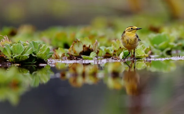 Плиска жовта птах — стокове фото