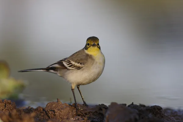 Western Yellow Wagtail bird and water — Stock Photo, Image
