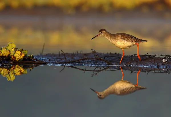 Spotted Red Shank with Reflection — Stock Photo, Image