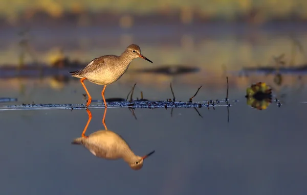Common Red shank — Stock Photo, Image
