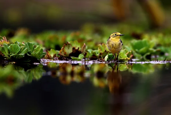 Coleta amarilla (Motacilla flava ) — Foto de Stock